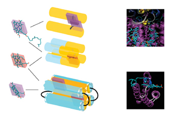 Right: Actual molecular structures of natural protein complexes:a photosynthetic reaction center (top) and a cytochrome. Left: Artificial proteins that are analogous to the natural ones, with details of their “assistant molecules” (far left)
